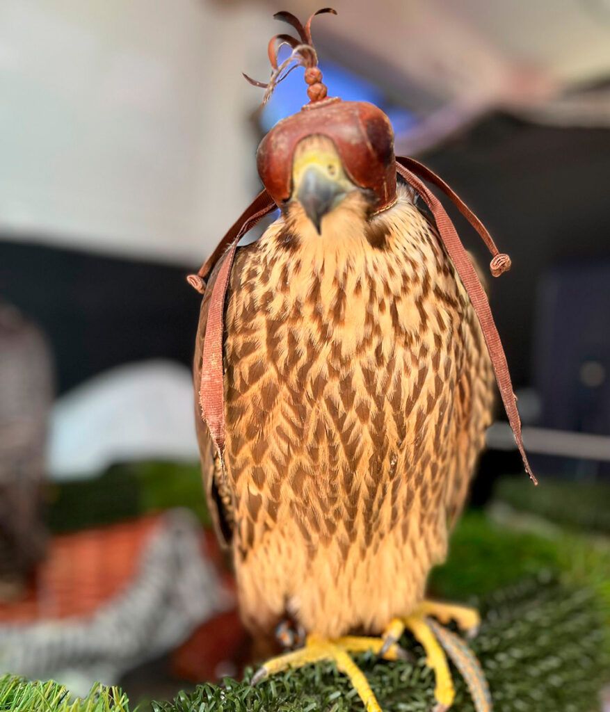 La FAC incorporará a sus competiciones de Cetrería la disciplina de carreras de halcones a señuelo