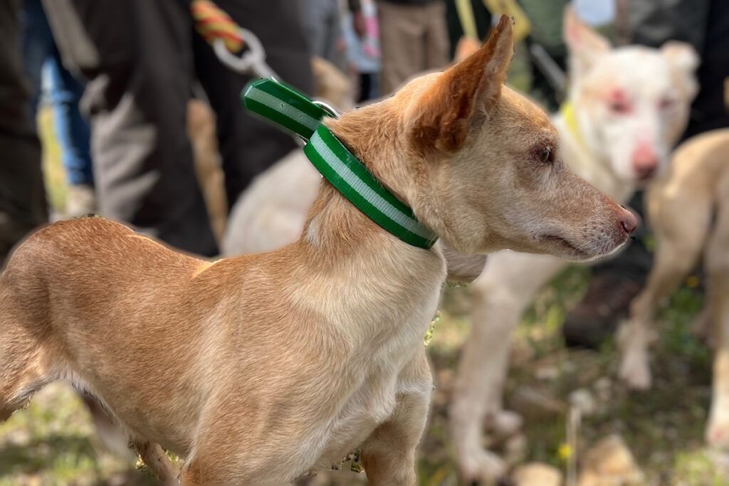«Tamera» en Podenco Andaluz, «Yudi» en Oritos y «Gitana» en Manetos, campeones de la Copa Andalucía 2025