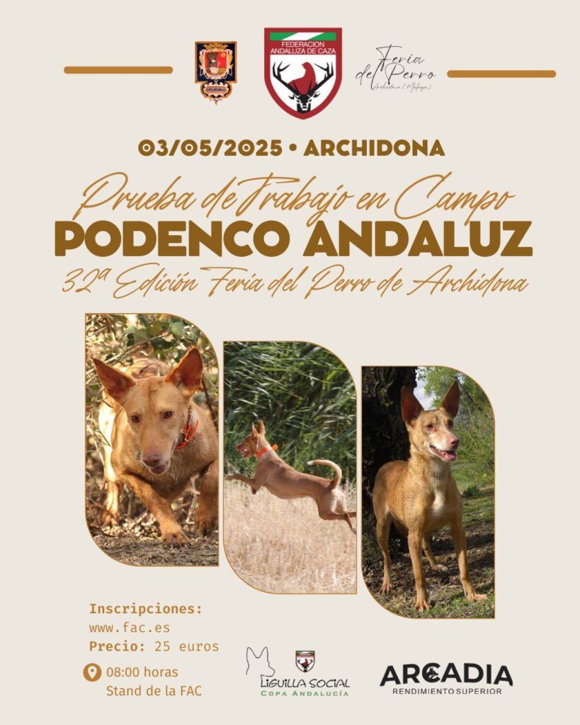 La Feria del Perro de Archidona acoge mañana su Prueba de Trabajo de Podenco Andaluz