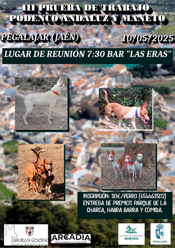 Las pruebas de podencos llegan este sábado a Pegalajar y Alhaurín de la Torre