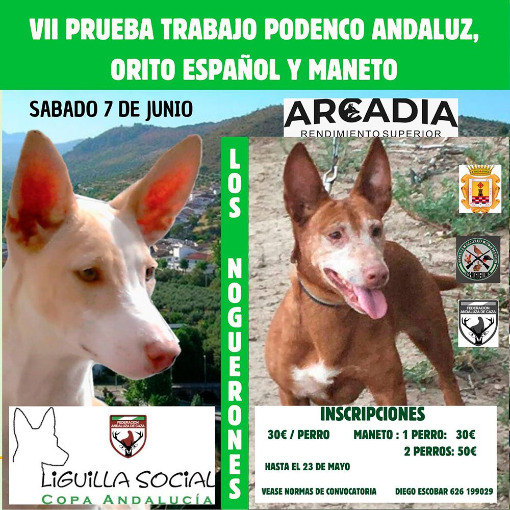 Esta tarde se celebrará el sorteo on-line de la prueba de trabajo de podencos de Los Noguerones