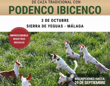 Campeonato Podenco Ibicenco (1)