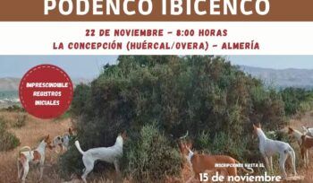 cartel Podenco Ibicenco