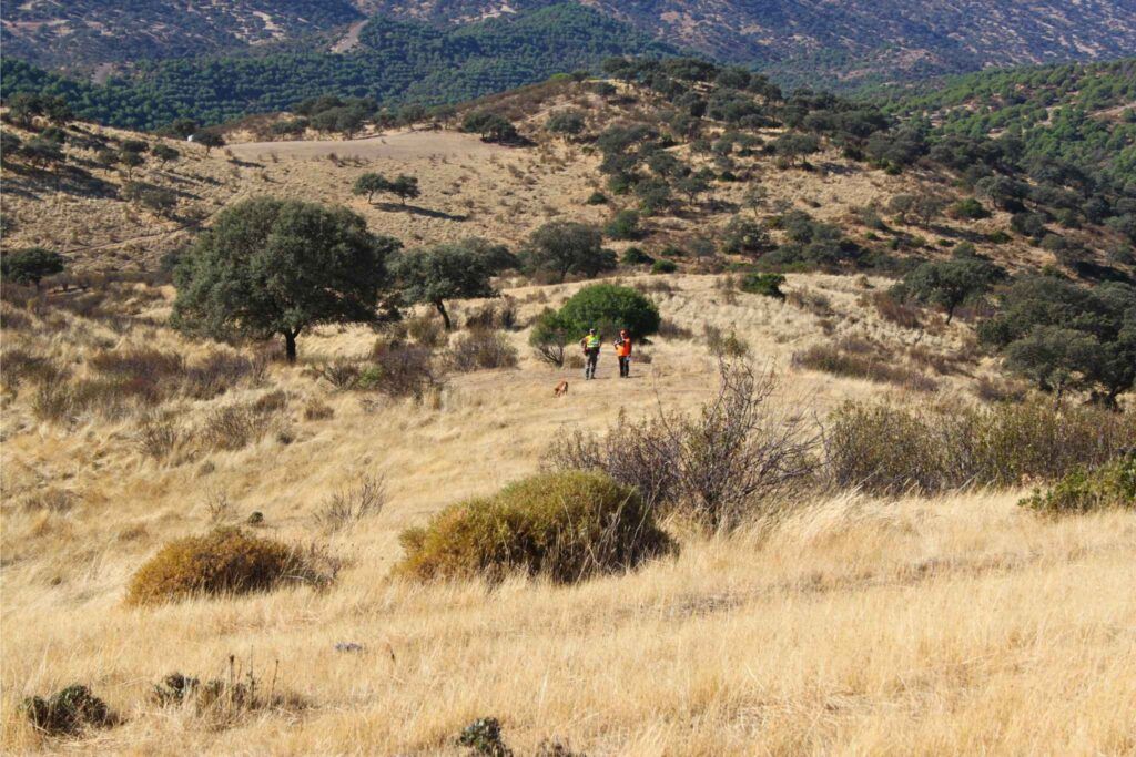 Berja (Almería) acoge la Final del Campeonato de Caza Menor con Perro 2025 este sábado, 8 de noviembre
