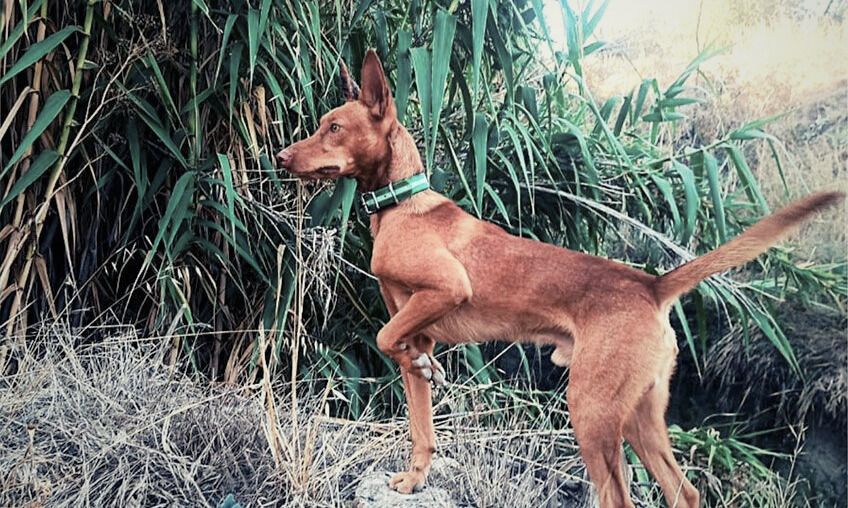 La II Liguilla Social de Podenco Andaluz arranca el próximo 28 de febrero con diferentes pruebas en Andalucía