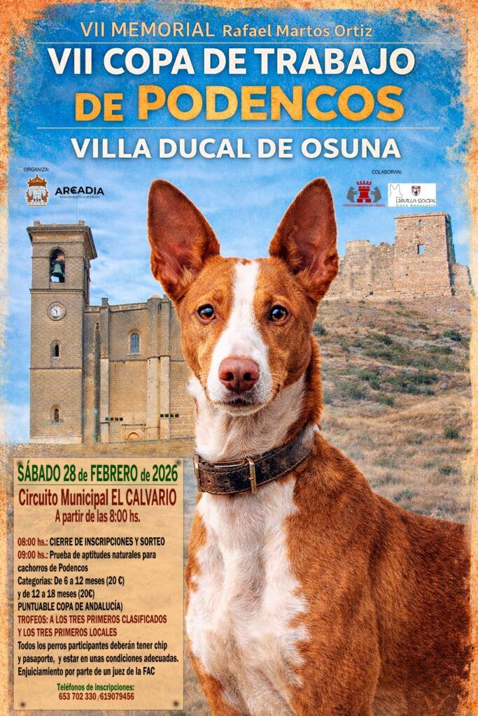 Esta noche se celebra el sorteo de la VII Copa de Trabajo de Podencos 
