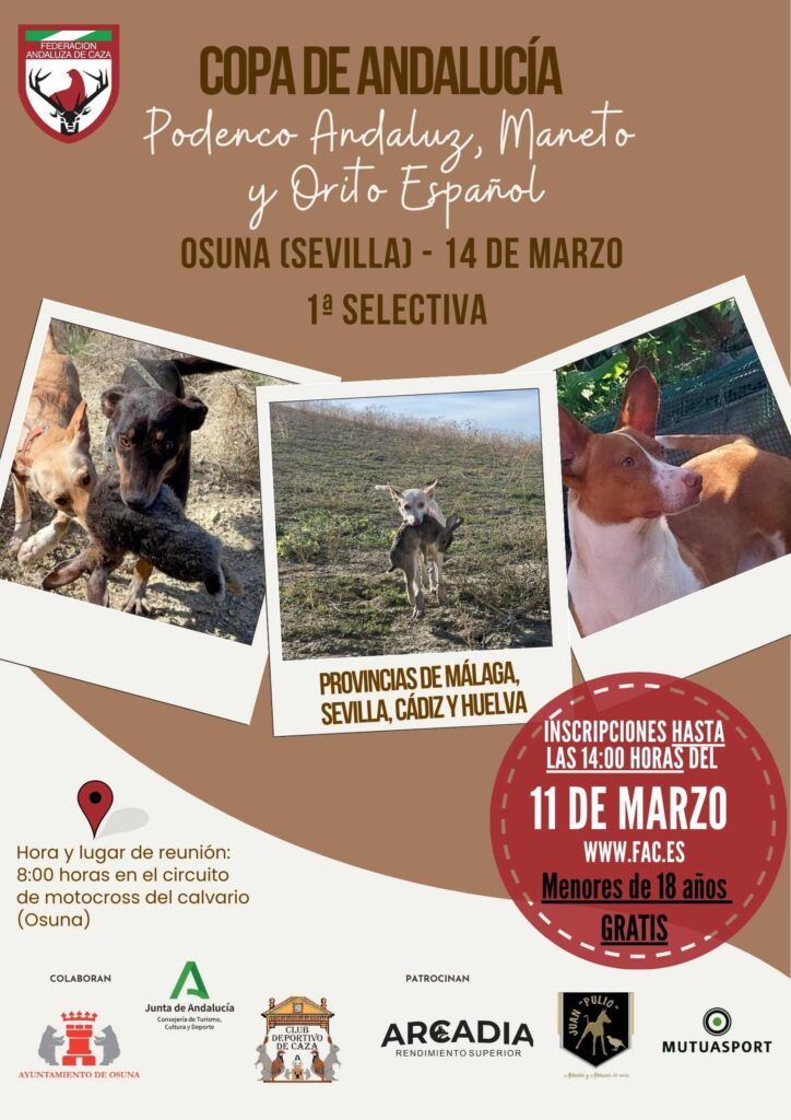 Osuna acoge este sábado la primera selectiva de la Copa Andalucía de Podenco Andaluz, Maneto y Orito Español