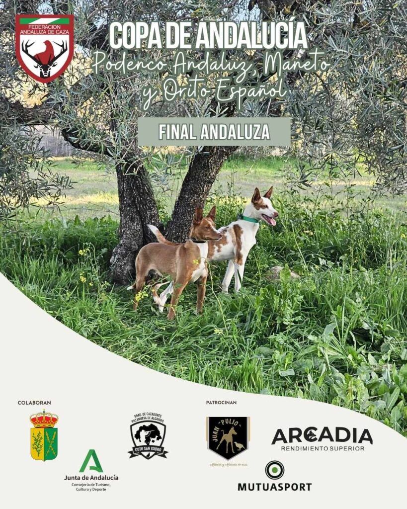 Publicado el listado de clasificados para la Final de la Copa Andalucía de Podenco Andaluz, Maneto y Orito Español