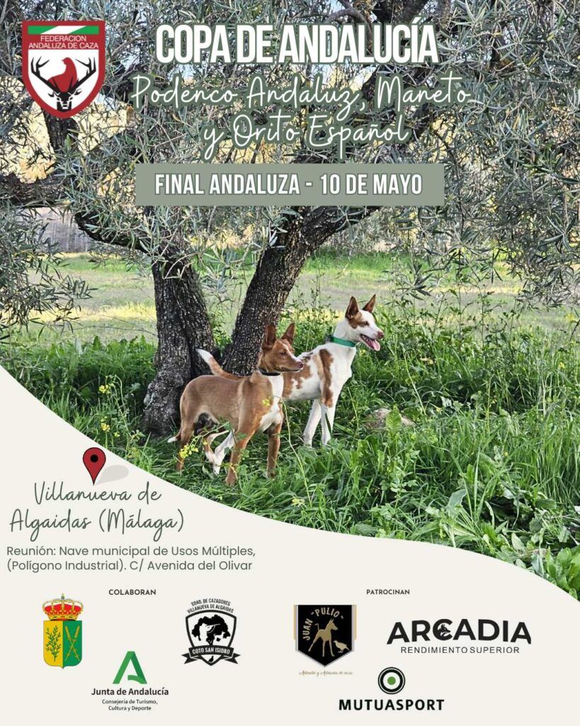 Los campeones andaluces de Podenco Andaluz, Maneto y Orito se deciden este domingo 10 de mayo en Villanueva de Algaidas